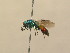  (Chrysis ignita s. lato - BC ZSM HYM 13904)  @14 [ ] CreativeCommons - Attribution Non-Commercial Share-Alike (2015) Unspecified SNSB, Zoologische Staatssammlung Muenchen