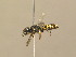  ( - BC ZSM HYM 13939)  @13 [ ] CreativeCommons - Attribution Non-Commercial Share-Alike (2015) Unspecified SNSB, Zoologische Staatssammlung Muenchen