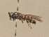  ( - BC ZSM HYM 13977)  @13 [ ] CreativeCommons - Attribution Non-Commercial Share-Alike (2015) Unspecified SNSB, Zoologische Staatssammlung Muenchen