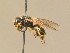  (Ancistrocerus oviventris - BC ZSM HYM 13982)  @13 [ ] CreativeCommons - Attribution Non-Commercial Share-Alike (2015) Unspecified SNSB, Zoologische Staatssammlung Muenchen