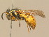  ( - BC ZSM HYM 13991)  @14 [ ] CreativeCommons - Attribution Non-Commercial Share-Alike (2015) Unspecified SNSB, Zoologische Staatssammlung Muenchen