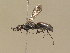  ( - BC ZSM HYM 13997)  @11 [ ] CreativeCommons - Attribution Non-Commercial Share-Alike (2015) Unspecified SNSB, Zoologische Staatssammlung Muenchen