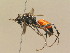 ( - BC ZSM HYM 14002)  @11 [ ] CreativeCommons - Attribution Non-Commercial Share-Alike (2015) Unspecified SNSB, Zoologische Staatssammlung Muenchen