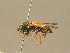  ( - BC ZSM HYM 14018)  @13 [ ] CreativeCommons - Attribution Non-Commercial Share-Alike (2015) Unspecified SNSB, Zoologische Staatssammlung Muenchen