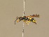  ( - BC ZSM HYM 14023)  @13 [ ] CreativeCommons - Attribution Non-Commercial Share-Alike (2015) Unspecified SNSB, Zoologische Staatssammlung Muenchen