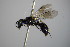  (Diodontus tristis - BC ZSM HYM 14346)  @13 [ ] CreativeCommons - Attribution Non-Commercial Share-Alike (2015) Unspecified SNSB, Zoologische Staatssammlung Muenchen
