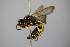  ( - BC ZSM HYM 14358)  @13 [ ] CreativeCommons - Attribution Non-Commercial Share-Alike (2015) Unspecified SNSB, Zoologische Staatssammlung Muenchen