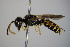  ( - BC ZSM HYM 14372)  @12 [ ] CreativeCommons - Attribution Non-Commercial Share-Alike (2015) Unspecified SNSB, Zoologische Staatssammlung Muenchen