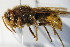  (Vespa crabro - BC ZSM HYM 14388)  @14 [ ] CreativeCommons - Attribution Non-Commercial Share-Alike (2015) Unspecified SNSB, Zoologische Staatssammlung Muenchen