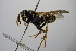  ( - BC ZSM HYM 14407)  @13 [ ] CreativeCommons - Attribution Non-Commercial Share-Alike (2015) Unspecified SNSB, Zoologische Staatssammlung Muenchen