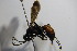  ( - BC ZSM HYM 14415)  @11 [ ] CreativeCommons - Attribution Non-Commercial Share-Alike (2015) Unspecified SNSB, Zoologische Staatssammlung Muenchen