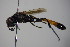  ( - BC ZSM HYM 14424)  @12 [ ] CreativeCommons - Attribution Non-Commercial Share-Alike (2015) Unspecified SNSB, Zoologische Staatssammlung Muenchen