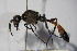  ( - BC ZSM HYM 14428)  @14 [ ] CreativeCommons - Attribution Non-Commercial Share-Alike (2015) Unspecified SNSB, Zoologische Staatssammlung Muenchen