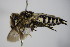  ( - BC ZSM HYM 14439)  @13 [ ] CreativeCommons - Attribution Non-Commercial Share-Alike (2015) Unspecified SNSB, Zoologische Staatssammlung Muenchen
