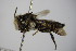  ( - BC ZSM HYM 14440)  @13 [ ] CreativeCommons - Attribution Non-Commercial Share-Alike (2015) Unspecified SNSB, Zoologische Staatssammlung Muenchen