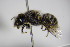 ( - BC ZSM HYM 14446)  @11 [ ] CreativeCommons - Attribution Non-Commercial Share-Alike (2015) Unspecified SNSB, Zoologische Staatssammlung Muenchen