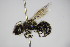  ( - BC ZSM HYM 14447)  @11 [ ] CreativeCommons - Attribution Non-Commercial Share-Alike (2015) Unspecified SNSB, Zoologische Staatssammlung Muenchen