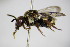  ( - BC ZSM HYM 14454)  @11 [ ] CreativeCommons - Attribution Non-Commercial Share-Alike (2015) Unspecified SNSB, Zoologische Staatssammlung Muenchen