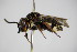  ( - BC ZSM HYM 14455)  @12 [ ] CreativeCommons - Attribution Non-Commercial Share-Alike (2015) Unspecified SNSB, Zoologische Staatssammlung Muenchen