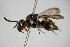  ( - BC ZSM HYM 14457)  @13 [ ] CreativeCommons - Attribution Non-Commercial Share-Alike (2015) Unspecified SNSB, Zoologische Staatssammlung Muenchen