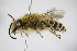  ( - BC ZSM HYM 14467)  @11 [ ] CreativeCommons - Attribution Non-Commercial Share-Alike (2015) Unspecified SNSB, Zoologische Staatssammlung Muenchen