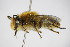  (Melitta leporina - BC ZSM HYM 14468)  @14 [ ] CreativeCommons - Attribution Non-Commercial Share-Alike (2015) Unspecified SNSB, Zoologische Staatssammlung Muenchen