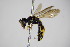  ( - BC ZSM HYM 14470)  @13 [ ] CreativeCommons - Attribution Non-Commercial Share-Alike (2015) Unspecified SNSB, Zoologische Staatssammlung Muenchen