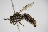  ( - BC ZSM HYM 14483)  @14 [ ] CreativeCommons - Attribution Non-Commercial Share-Alike (2015) Unspecified SNSB, Zoologische Staatssammlung Muenchen