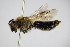  ( - BC ZSM HYM 14487)  @14 [ ] CreativeCommons - Attribution Non-Commercial Share-Alike (2015) Unspecified SNSB, Zoologische Staatssammlung Muenchen