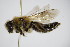 ( - BC ZSM HYM 14488)  @14 [ ] CreativeCommons - Attribution Non-Commercial Share-Alike (2015) Unspecified SNSB, Zoologische Staatssammlung Muenchen