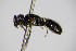  ( - BC ZSM HYM 14522)  @13 [ ] CreativeCommons - Attribution Non-Commercial Share-Alike (2015) Unspecified SNSB, Zoologische Staatssammlung Muenchen