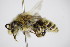  ( - BC ZSM HYM 14533)  @11 [ ] CreativeCommons - Attribution Non-Commercial Share-Alike (2015) Unspecified SNSB, Zoologische Staatssammlung Muenchen
