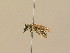  ( - BC ZSM HYM 14550)  @12 [ ] CreativeCommons - Attribution Non-Commercial Share-Alike (2015) Unspecified SNSB, Zoologische Staatssammlung Muenchen