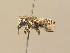  ( - BC ZSM HYM 14561)  @14 [ ] CreativeCommons - Attribution Non-Commercial Share-Alike (2015) Unspecified SNSB, Zoologische Staatssammlung Muenchen