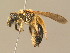  ( - BC ZSM HYM 14609)  @12 [ ] CreativeCommons - Attribution Non-Commercial Share-Alike (2015) Unspecified SNSB, Zoologische Staatssammlung Muenchen