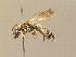  ( - BC ZSM HYM 14613)  @12 [ ] CreativeCommons - Attribution Non-Commercial Share-Alike (2015) Unspecified SNSB, Zoologische Staatssammlung Muenchen