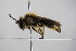  ( - BC ZSM HYM 14647)  @11 [ ] CreativeCommons - Attribution Non-Commercial Share-Alike (2015) Unspecified SNSB, Zoologische Staatssammlung Muenchen