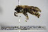  ( - BC ZSM HYM 14648)  @11 [ ] CreativeCommons - Attribution Non-Commercial Share-Alike (2015) Unspecified SNSB, Zoologische Staatssammlung Muenchen