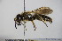  ( - BC ZSM HYM 14649)  @11 [ ] CreativeCommons - Attribution Non-Commercial Share-Alike (2015) Unspecified SNSB, Zoologische Staatssammlung Muenchen