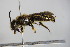  ( - BC ZSM HYM 14650)  @11 [ ] CreativeCommons - Attribution Non-Commercial Share-Alike (2015) Unspecified SNSB, Zoologische Staatssammlung Muenchen