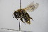  ( - BC ZSM HYM 14653)  @13 [ ] CreativeCommons - Attribution Non-Commercial Share-Alike (2015) Unspecified SNSB, Zoologische Staatssammlung Muenchen