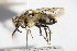  ( - BC ZSM HYM 14660)  @11 [ ] CreativeCommons - Attribution Non-Commercial Share-Alike (2015) Unspecified SNSB, Zoologische Staatssammlung Muenchen