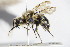  ( - BC ZSM HYM 14661)  @11 [ ] CreativeCommons - Attribution Non-Commercial Share-Alike (2015) Unspecified SNSB, Zoologische Staatssammlung Muenchen