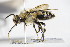  ( - BC ZSM HYM 14662)  @11 [ ] CreativeCommons - Attribution Non-Commercial Share-Alike (2015) Unspecified SNSB, Zoologische Staatssammlung Muenchen