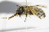  ( - BC ZSM HYM 14664)  @12 [ ] CreativeCommons - Attribution Non-Commercial Share-Alike (2015) Unspecified SNSB, Zoologische Staatssammlung Muenchen