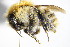  (Bombus pascuorum - BC ZSM HYM 14671)  @14 [ ] CreativeCommons - Attribution Non-Commercial Share-Alike (2015) Unspecified SNSB, Zoologische Staatssammlung Muenchen