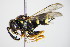 ( - BC ZSM HYM 14697)  @12 [ ] CreativeCommons - Attribution Non-Commercial Share-Alike (2015) Unspecified SNSB, Zoologische Staatssammlung Muenchen