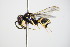  ( - BC ZSM HYM 14698)  @12 [ ] CreativeCommons - Attribution Non-Commercial Share-Alike (2015) Unspecified SNSB, Zoologische Staatssammlung Muenchen
