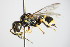  ( - BC ZSM HYM 14699)  @13 [ ] CreativeCommons - Attribution Non-Commercial Share-Alike (2015) Unspecified SNSB, Zoologische Staatssammlung Muenchen