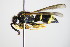  ( - BC ZSM HYM 14700)  @11 [ ] CreativeCommons - Attribution Non-Commercial Share-Alike (2015) Unspecified SNSB, Zoologische Staatssammlung Muenchen